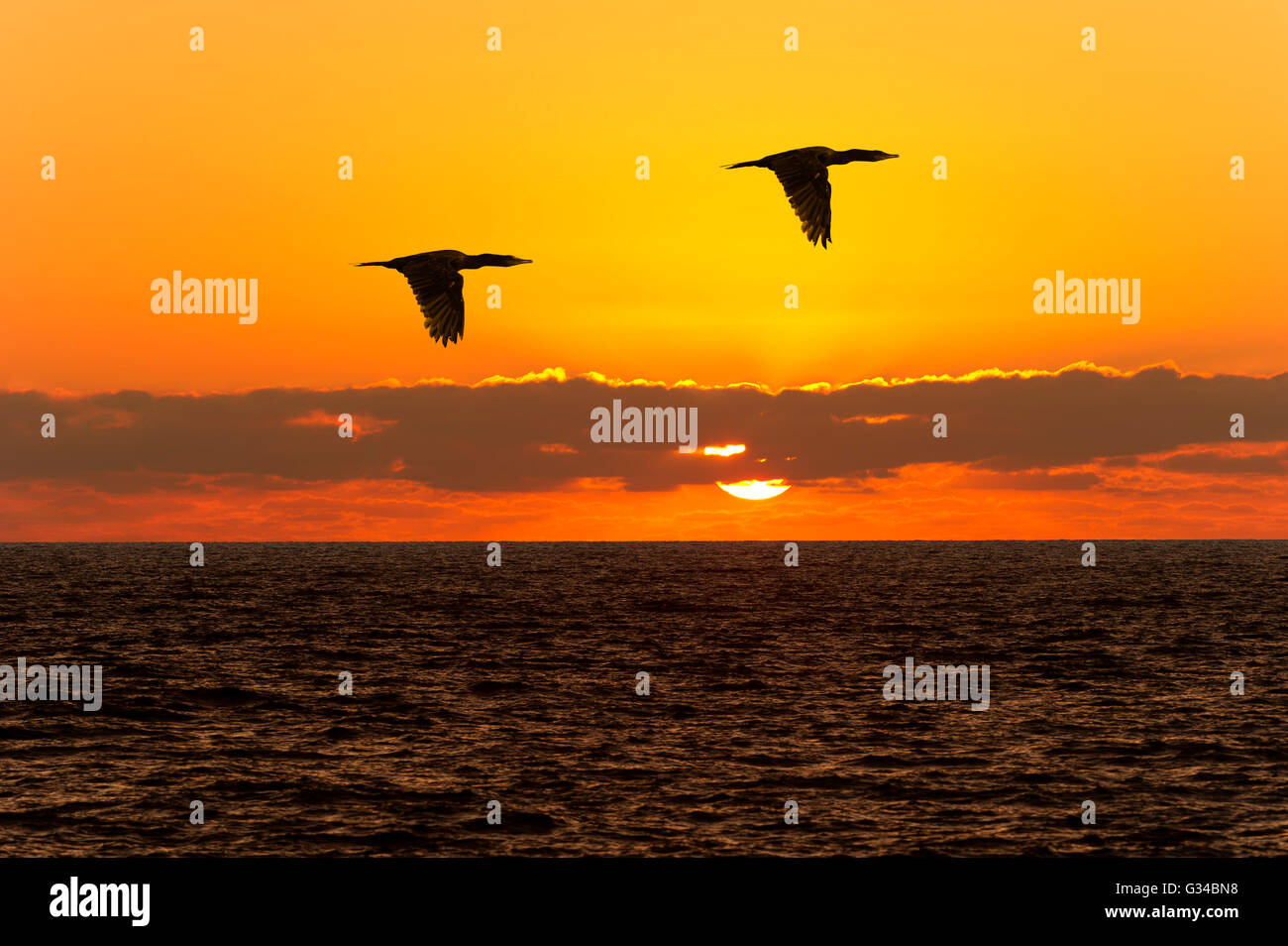 Silhouette di uccelli in volo è di due uccelli stagliano . Foto Stock