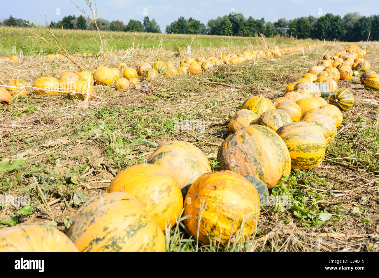 Zucche infilate per raccolto, Austria, Steiermark, Stiria, Südwest-Steiermark, Söding-Sankt Johann Foto Stock