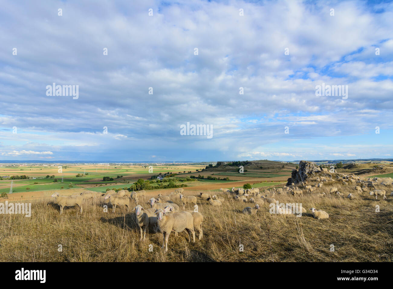 Allevamento di ovini e caprini sulla Goldberg affacciato sulla depressione Nördlinger Ries e Nördlingen town, in Germania, in Baviera, Baviera Foto Stock