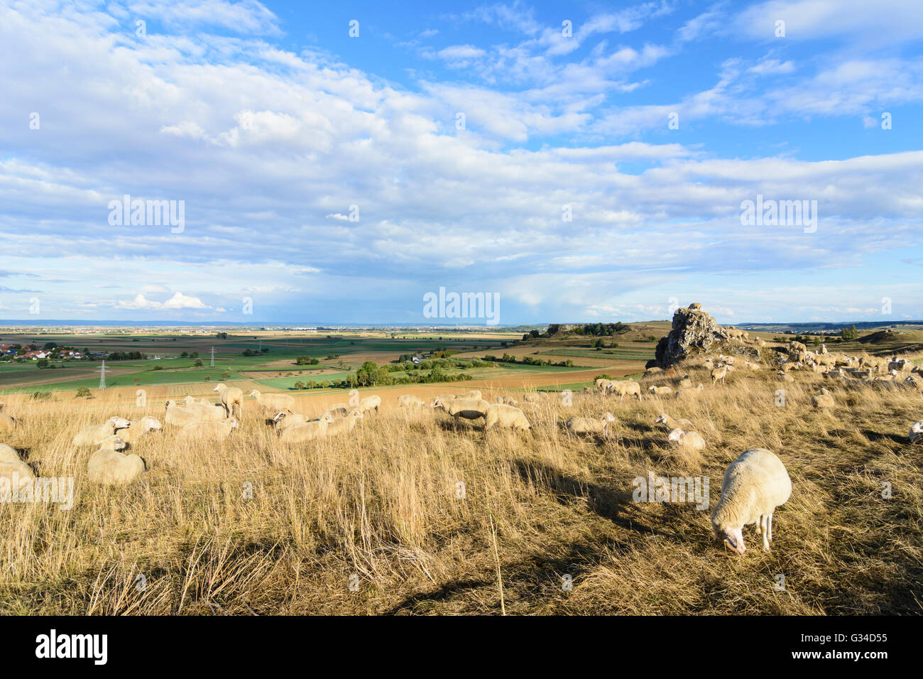 Allevamento di ovini e caprini sulla Goldberg affacciato sulla depressione Nördlinger Ries e Nördlingen town, in Germania, in Baviera, Baviera Foto Stock