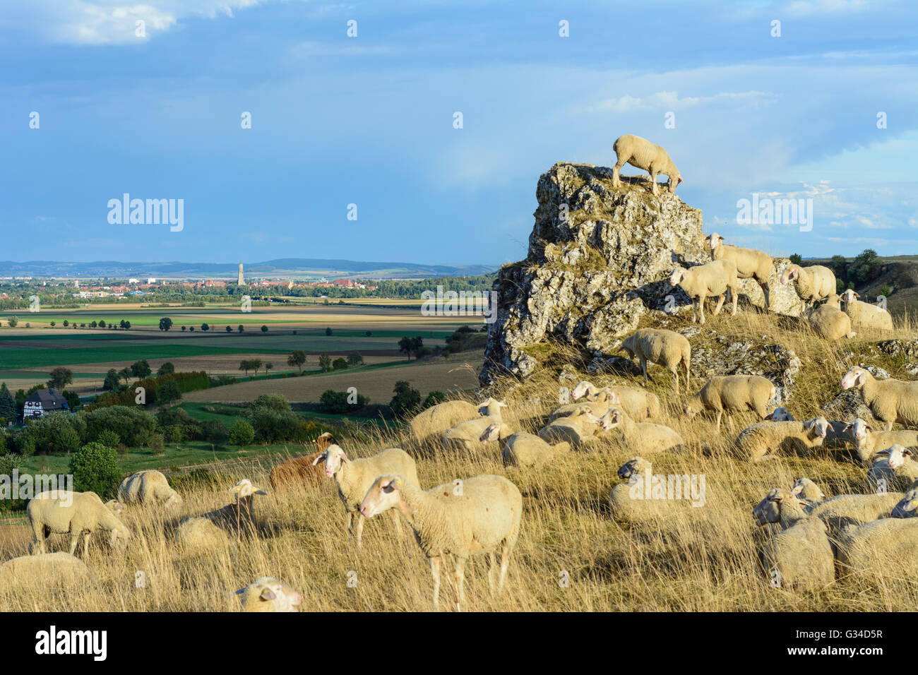 Allevamento di ovini e caprini sulla Goldberg affacciato sulla depressione Nördlinger Ries e Nördlingen town, in Germania, in Baviera, Baviera Foto Stock