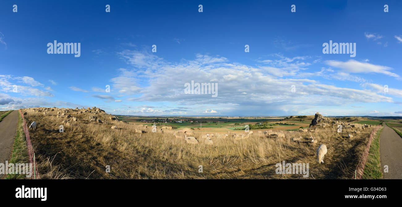 Allevamento di ovini e caprini sulla Goldberg affacciato sulla depressione Nördlinger Ries e Nördlingen town, in Germania, in Baviera, Baviera Foto Stock