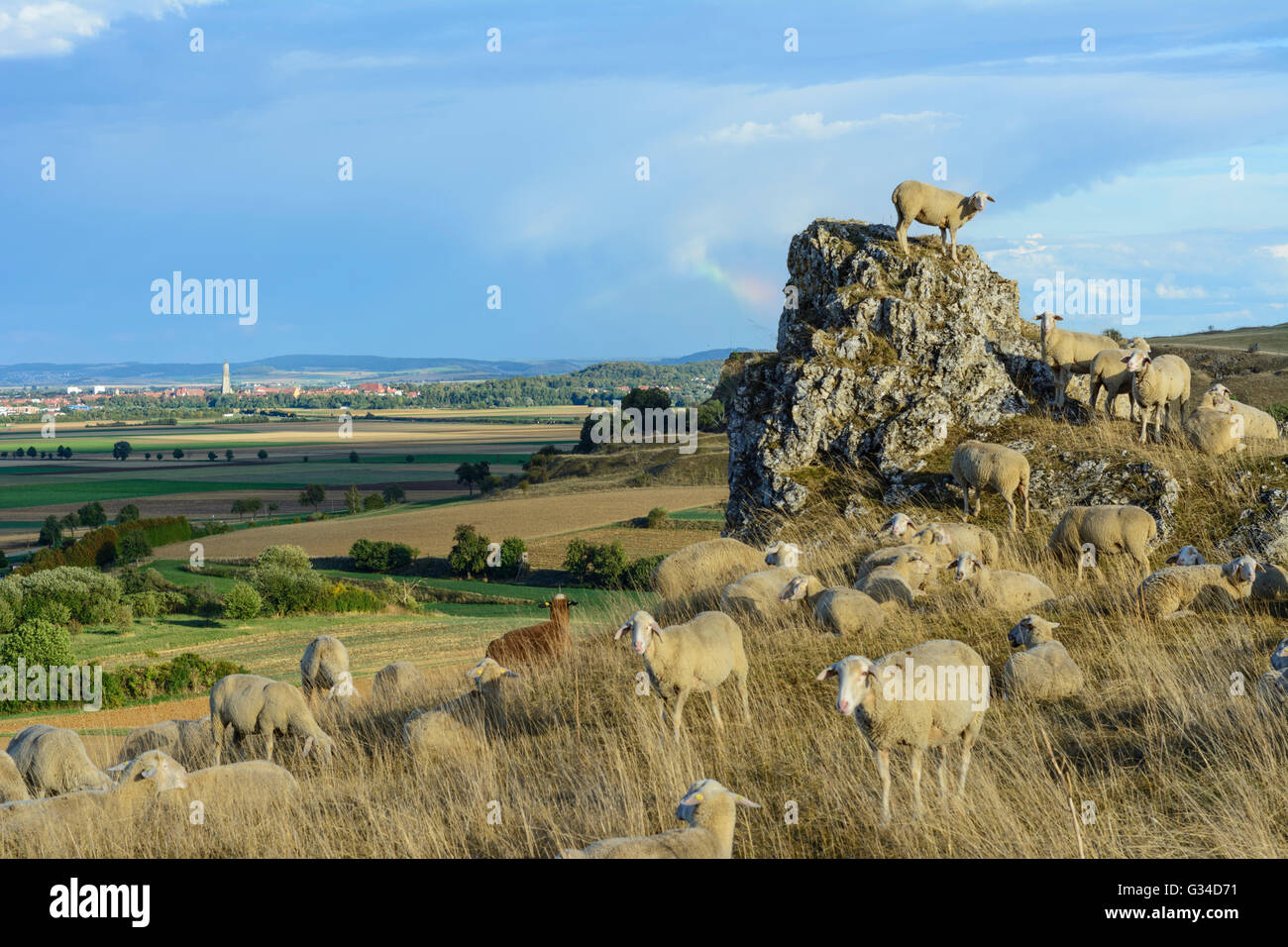 Allevamento di ovini e caprini sulla Goldberg affacciato sulla depressione Nördlinger Ries e Nördlingen town, in Germania, in Baviera, Baviera Foto Stock