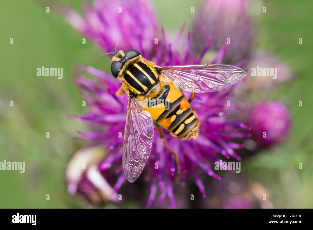 Hoverfly Foto Stock