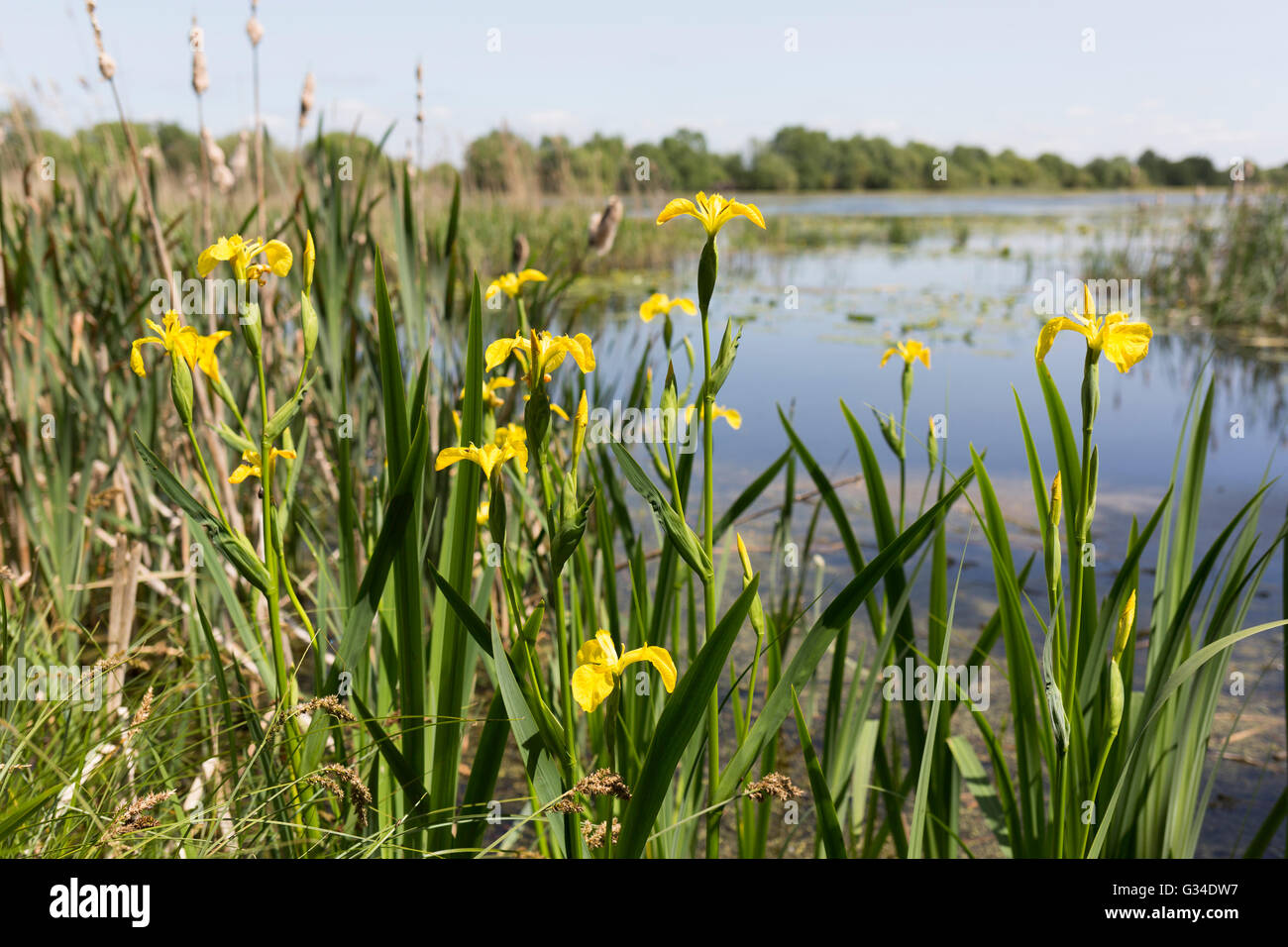 Iris gialla - Livelli di Somerset Foto Stock