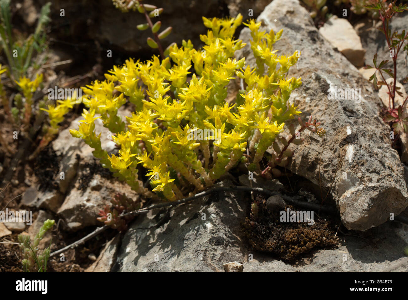 Acro di Sedum Foto Stock