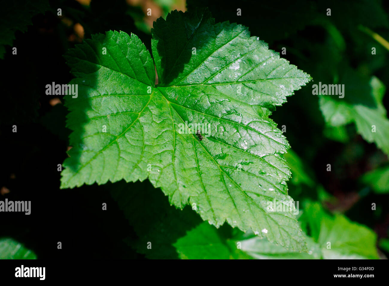 ANT SU RIBES LEAF Foto Stock