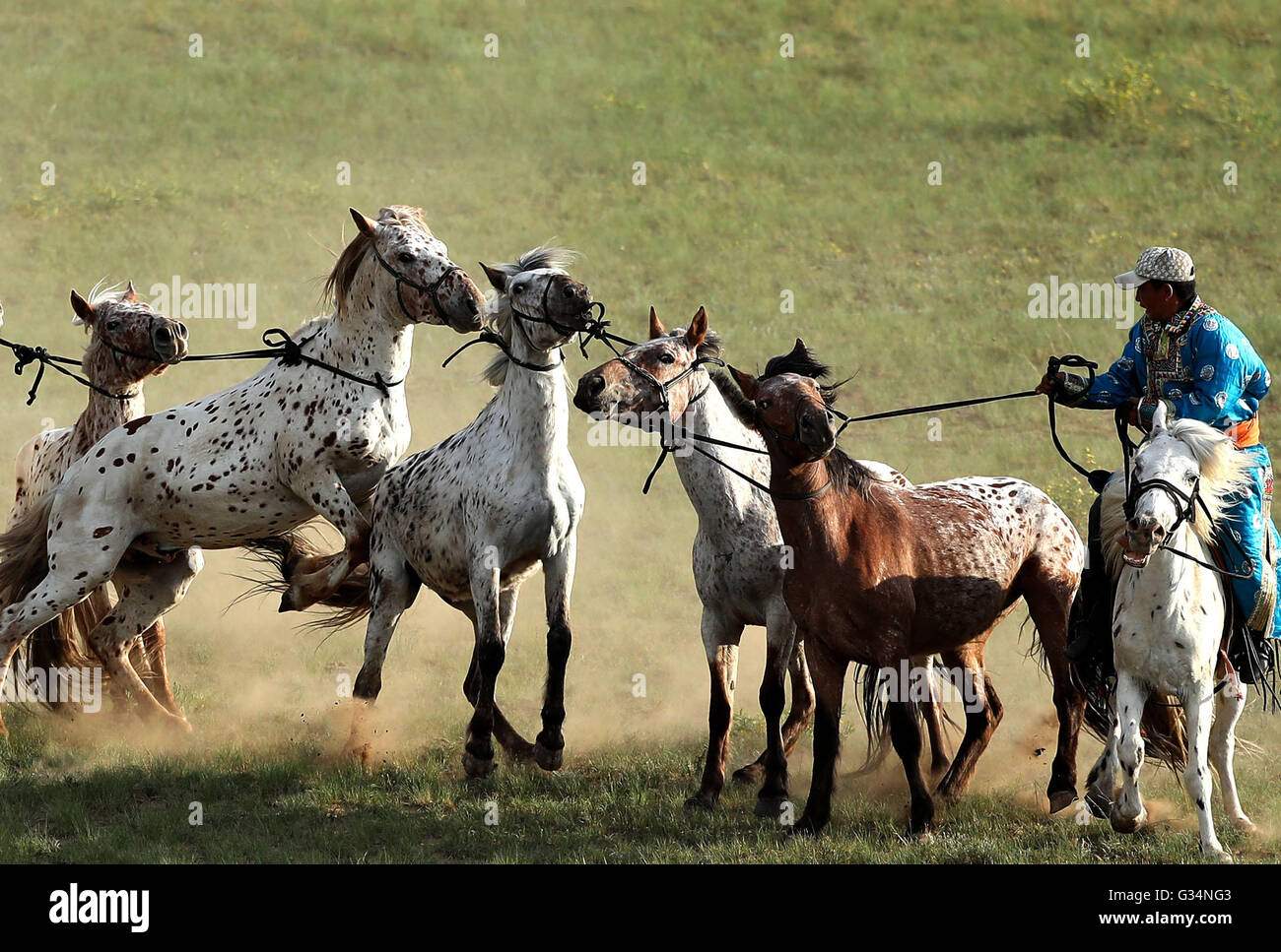 (160608) -- XILINHOT, Giugno 8, 2016 (Xinhua) -- Un motociclista treni cavalli a Fenghuang horse farm in Xilinhot, nel nord della Cina di Mongolia Interna Regione Autonoma, Giugno 4, 2016. Un cavallo mongolo il concorso fotografico si è svolta a Xilinhot, un cavallo tradizionale industria al centro. (Xinhua/Yang Zijian) (dyhqwl) Foto Stock