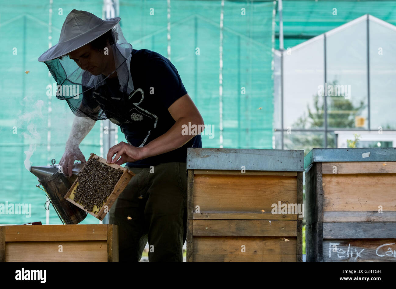 Braunschweig, Germania. 07Th Giugno, 2016. Apicoltore scienziato e Malte Frommberger può contenere un massimo di un pannello a nido d'ape per motivi di Giulio Kuehn Institute di Braunschweig, Germania, 07 giugno 2016. L'istituto di conservazione delle api è stata fondata sotto l'ombrello del Julius Kuehn Istituto e svolge attività di ricerca sulla conservazione del miele api e di altri insetti impollinatori. Foto: PETER STEFFEN/dpa/Alamy Live News Foto Stock