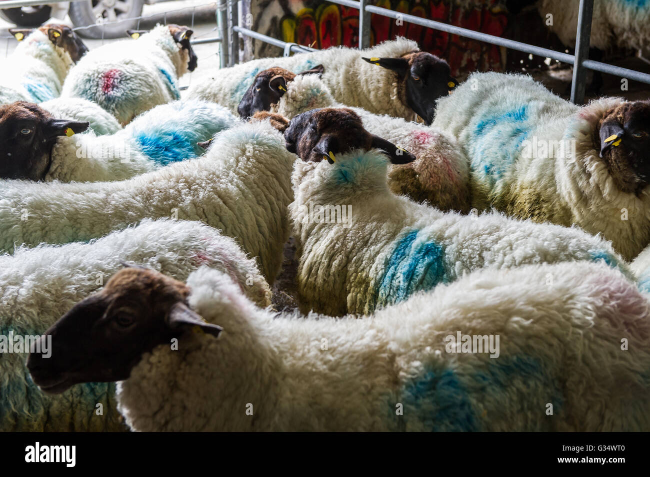 Durrus, Irlanda. 8 Giugno, 2016. Ovini di aspettare di essere tagliato sull'allevamento di pecore appartenenti a Francesco Humphrys, CEO di West Cork Music. Credito: Andy Gibson/Alamy Live News. Foto Stock