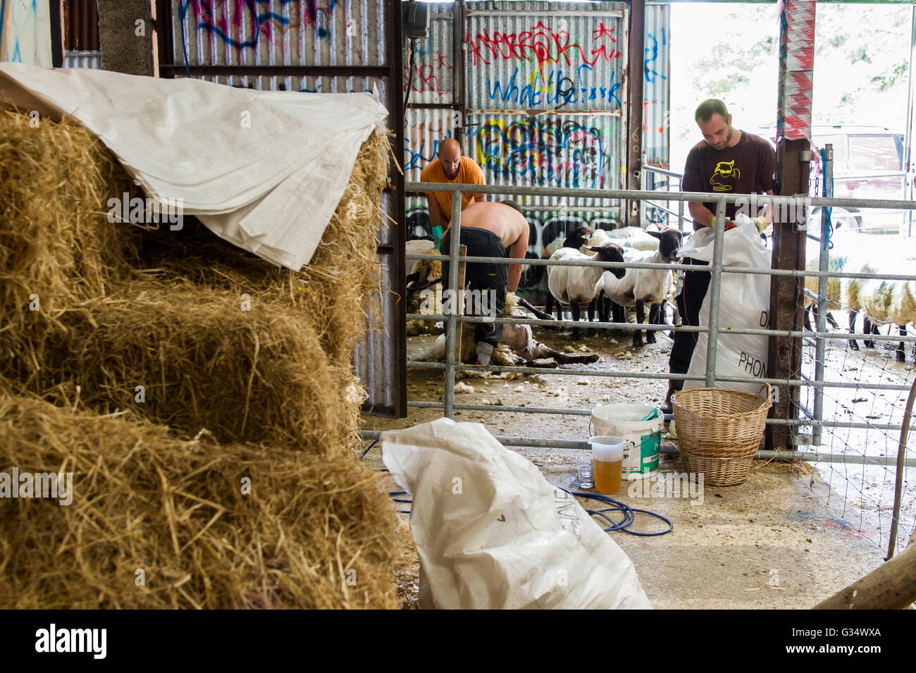Durrus, Irlanda. 8 Giugno, 2016. La tosatura delle pecore che si svolge in un capannone nella fattoria di Allevatore ovino Francesco Humphrys, CEO di West Cork Music. Credito: Andy Gibson/Alamy Live News. Foto Stock