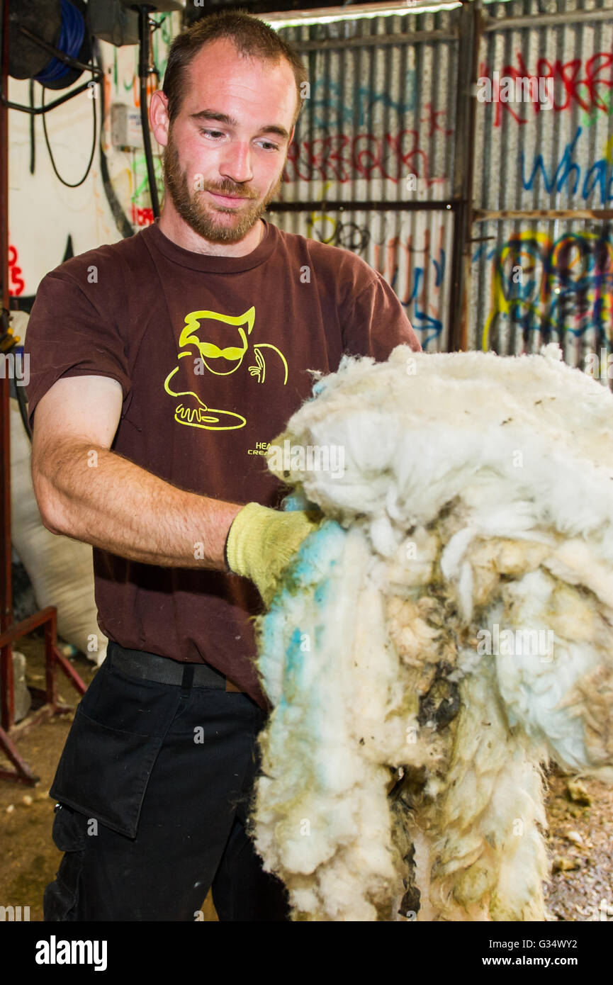 Durrus, Irlanda. 8 Giugno, 2016. Il bracciante Dan Hadfield da luoghi Durrus la lana da una tosatura di Pecore in un sacchetto per essere inviata per l'elaborazione. Credito: Andy Gibson/Alamy Live News. Foto Stock