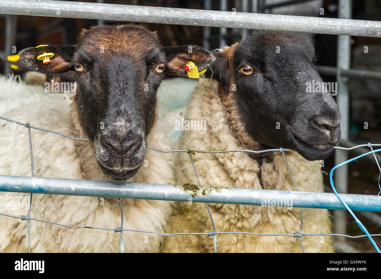 Durrus, Irlanda. 8 Giugno, 2016. Pecore attendere da troncare in West Cork, Irlanda. Credito: Andy Gibson/Alamy Live News. Foto Stock