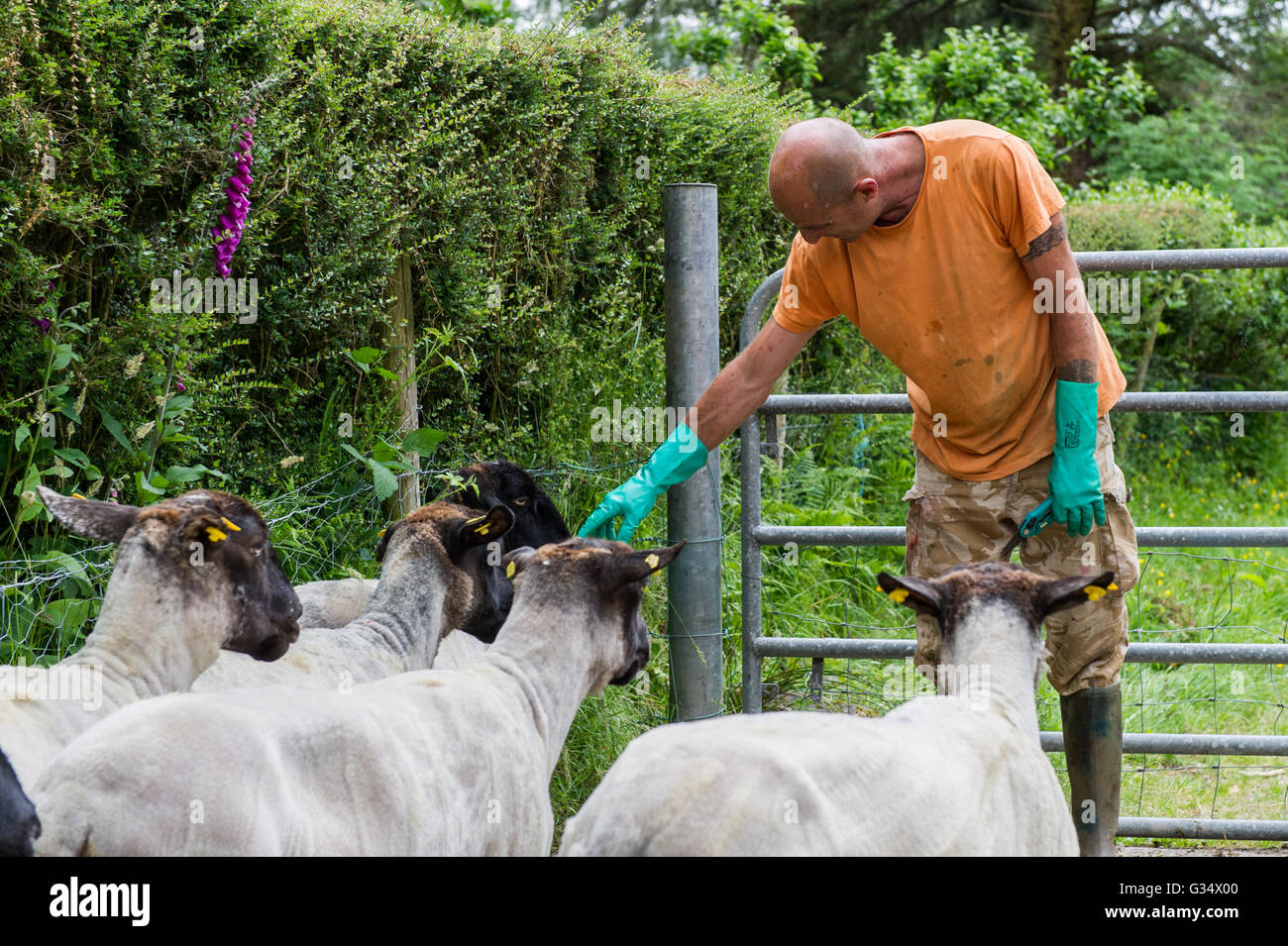 Durrus, Irlanda. 8 Giugno, 2016. Il bracciante Stuart Adams controlli sulla pecora tagliata prima che siano liberati nel loro campo. Credito: Andy Gibson/Alamy Live News. Foto Stock