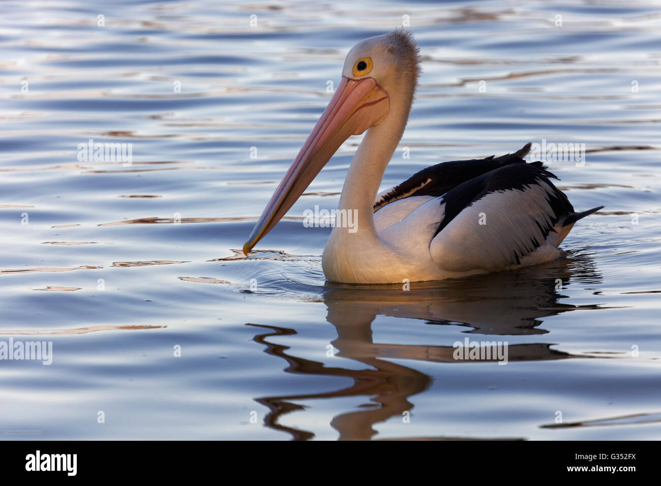 Pellicano australiano (Pelecanus conspicillatus) in acqua, Fiume Noosa Noosaville, Queensland, Australia Foto Stock