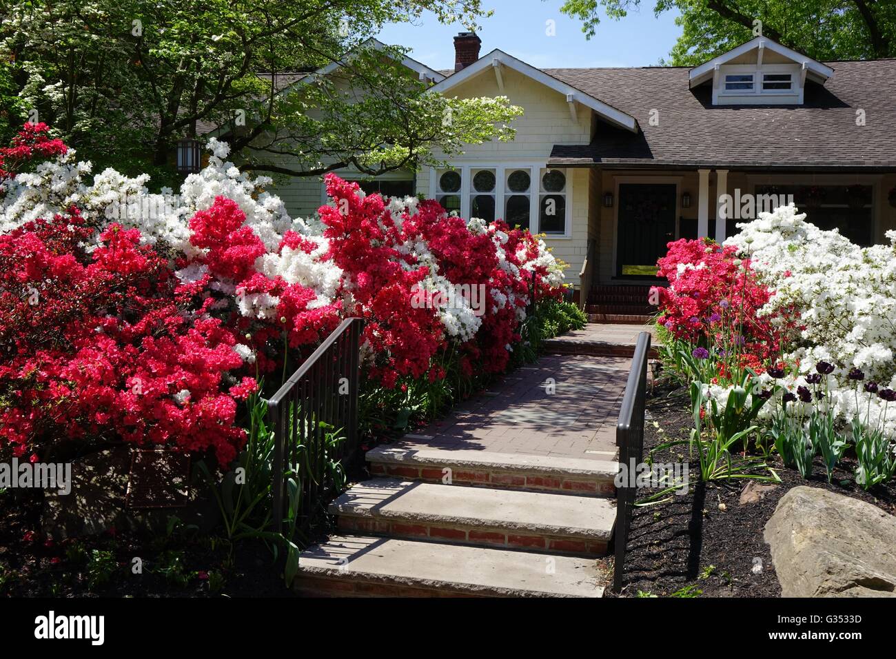 Azalee schiarire la parte anteriore della casa Sayen in Sayen House e giardini Parco, Hamilton, New Jersey, Mercer County Foto Stock