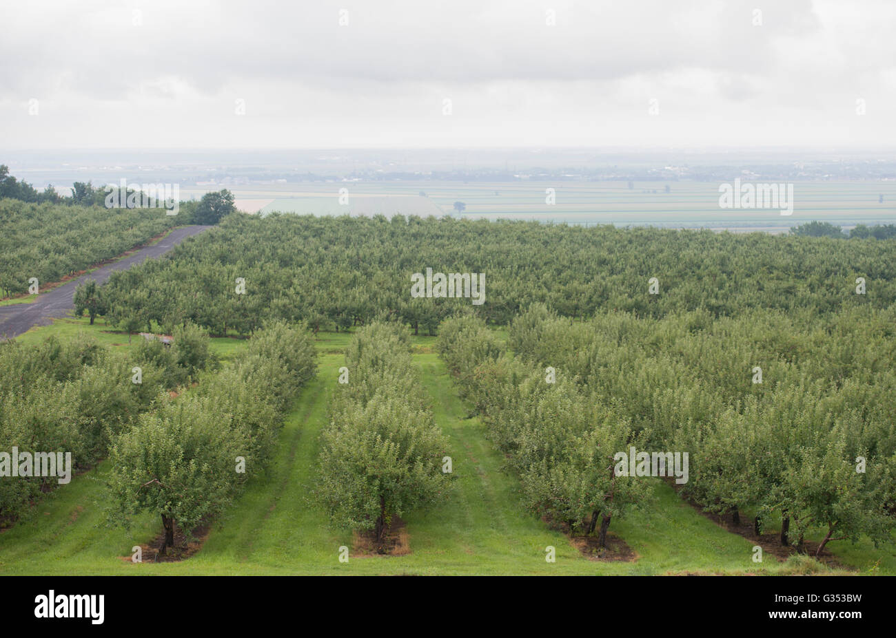 Alberi di mele sono mostrati in un frutteto sul sentiero del sidro a sud di Montreal, Domenica, 26 luglio 2015. foto Graham Hughes/Freelance Foto Stock