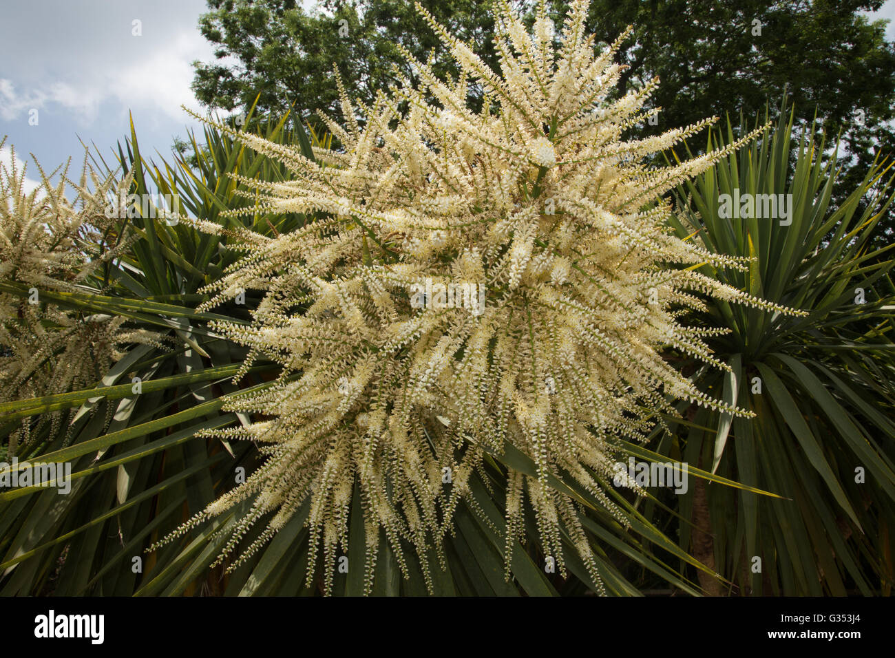 Cordyline australis fiori, comunemente noto come il cavolo tree, cavolo-palm o tī kōuka, è largamente ramificata monocotiledone tree Foto Stock