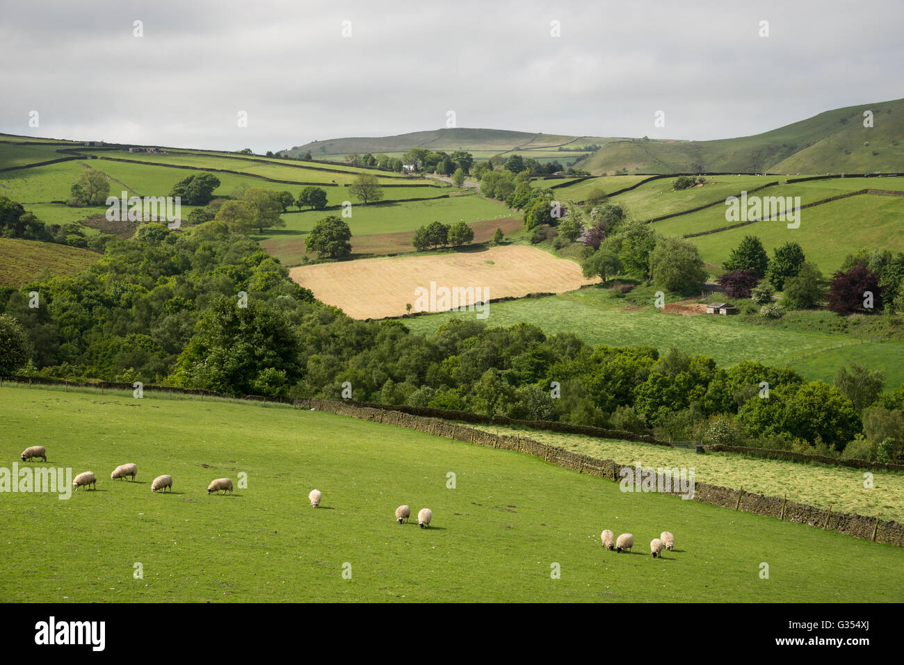 Pecora che pascola in lussureggianti campi nella campagna inglese. Prese vicino a Glossop nel Derbyshire su un giorno d'estate. Foto Stock