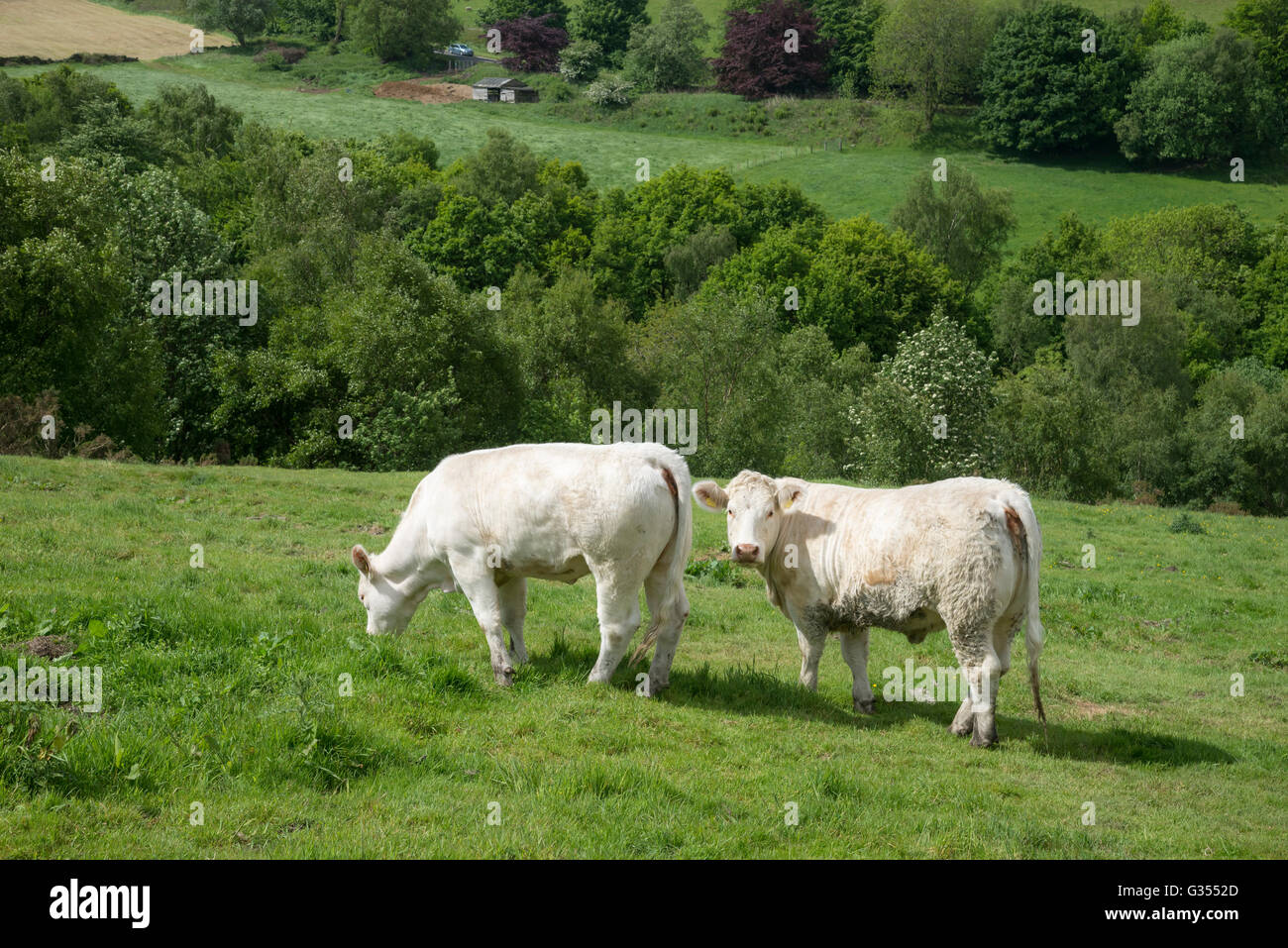 Charolais vacche in un campo in Inghilterra settentrionale su una soleggiata giornata estiva. Foto Stock