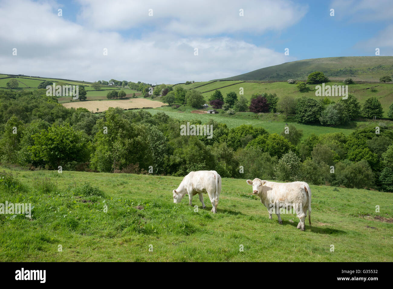 Charolais vacche in un campo in Inghilterra settentrionale su una soleggiata giornata estiva. Foto Stock