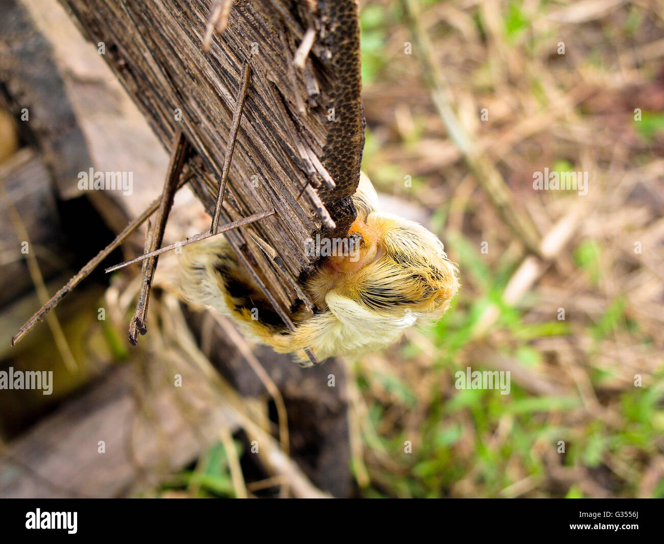 La tignola. Flanella meridionale tarma Megalopyge opercularis. Riserva Matses. Amazon Perù Foto Stock