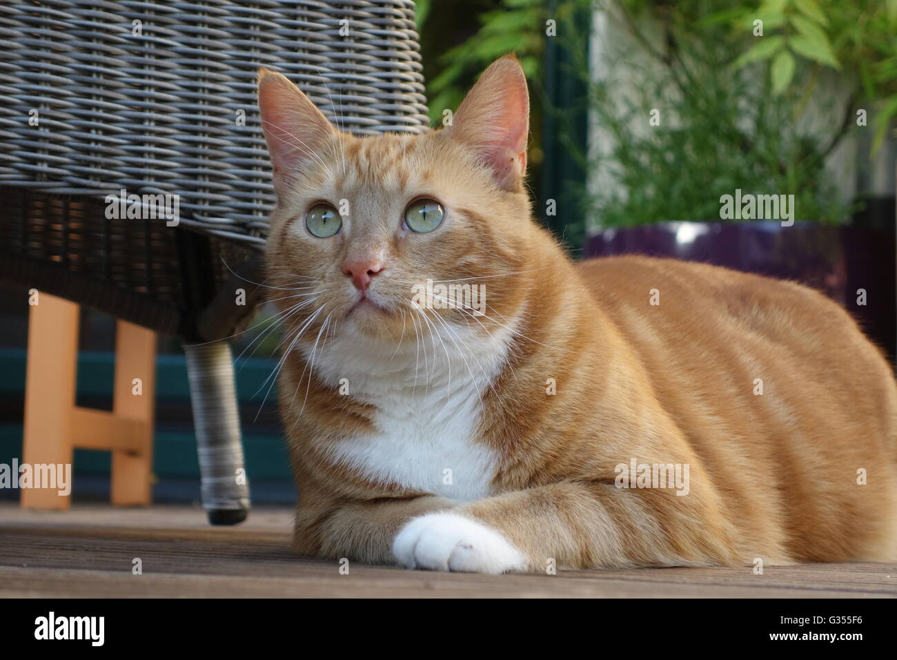 Molto carino gatto di nome Garfield guardando verso il cielo Foto Stock