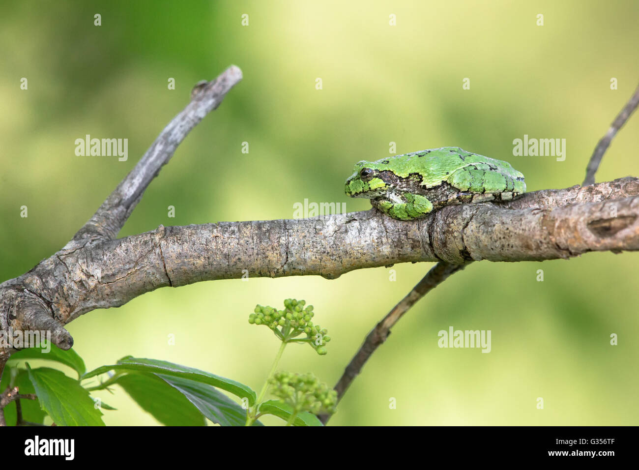 Rana di albero grigia Foto Stock
