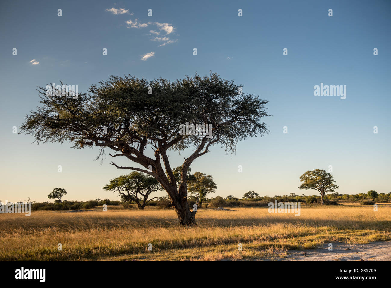 Tramonto in Hwange patrk nazionale Foto Stock