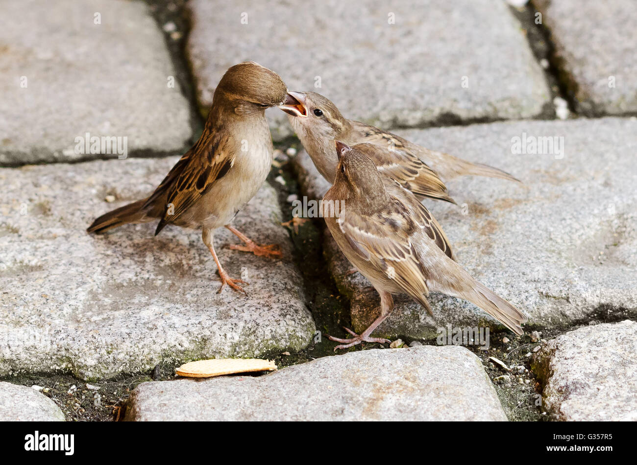 Sparrow alimentare due fledgelings con una fetta sull'acciottolato. Foto Stock