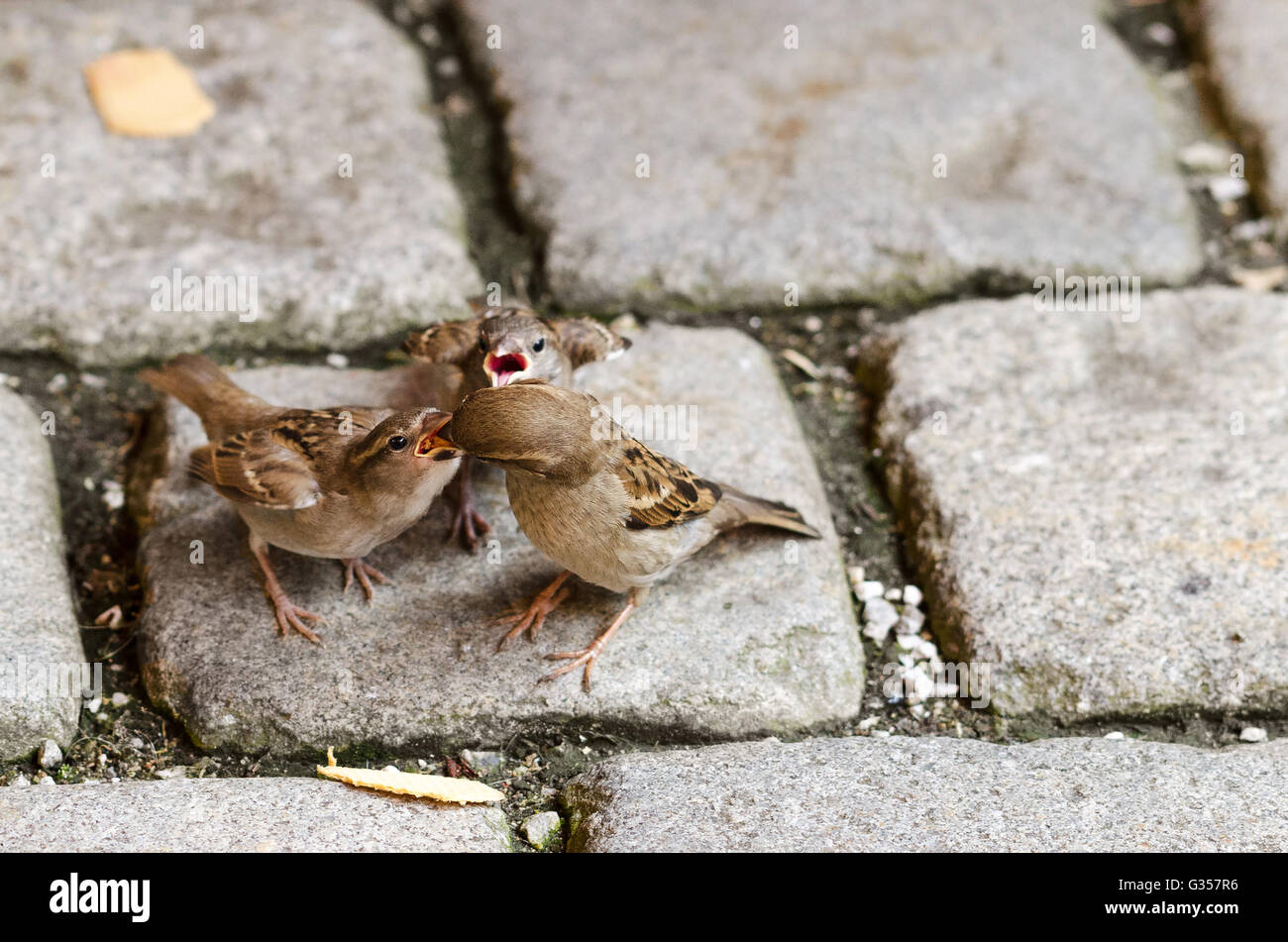 Sparrow alimentare due fledgelings con una fetta sull'acciottolato. Foto Stock