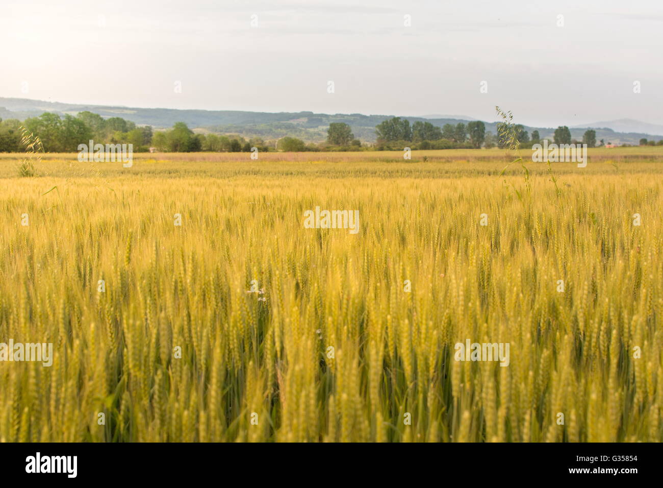 Campo di giovani grano nel paesaggio al tramonto Foto Stock