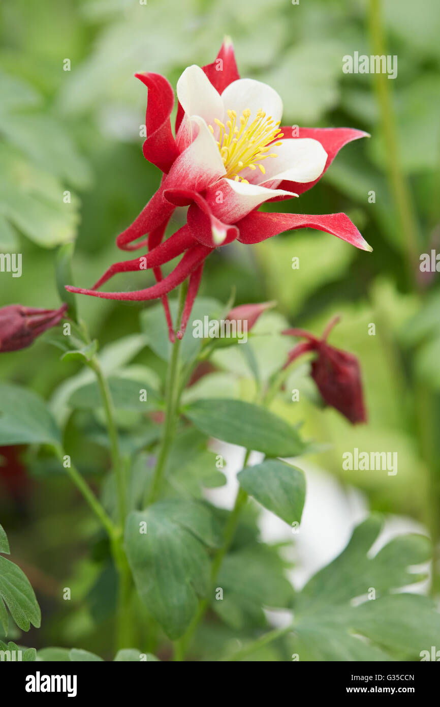 Aquilegia flower 'red'hobbit' e lo stelo con foglie Foto Stock