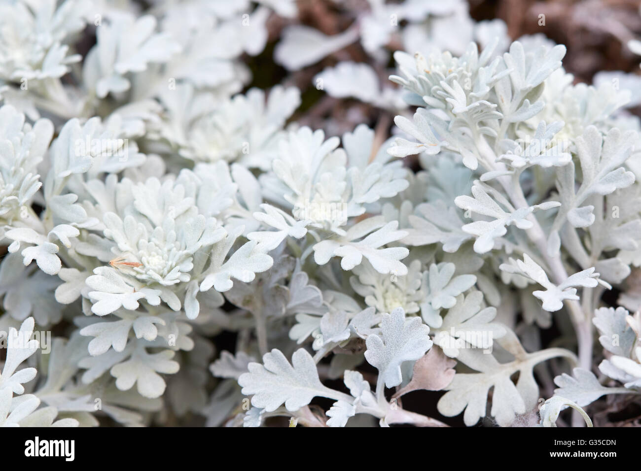 Artemisia stelleriana, assenzio pianta sfondo macro Foto Stock