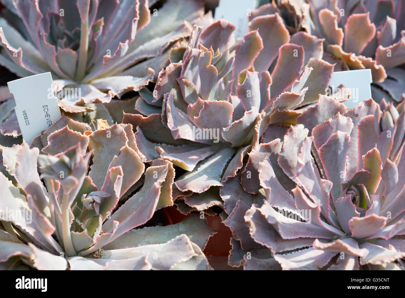 Echeveria, le piante succulente con tag in un vivaio Foto Stock Echeveria, le piante succulente con tag in un vivaio Foto Stock