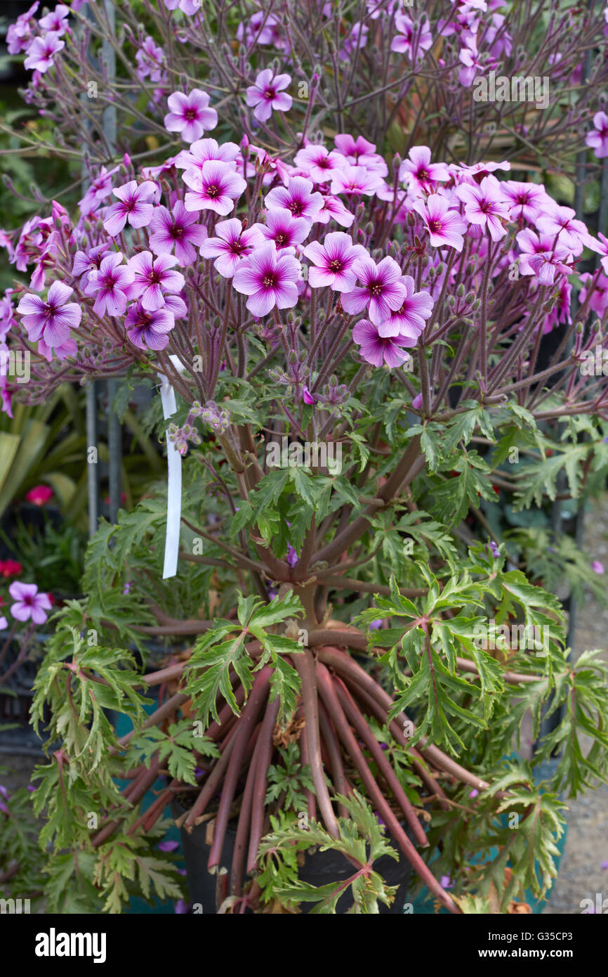 Geranium maderense, Madera cranesbill piante e fiori di colore rosa Foto Stock