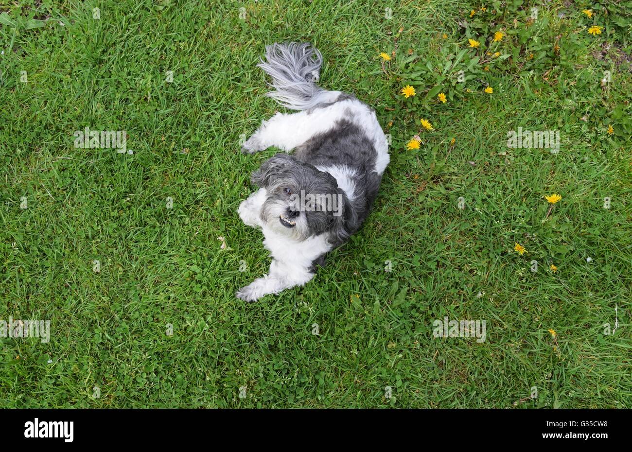 Shih Tzu cane posa in erba Foto Stock