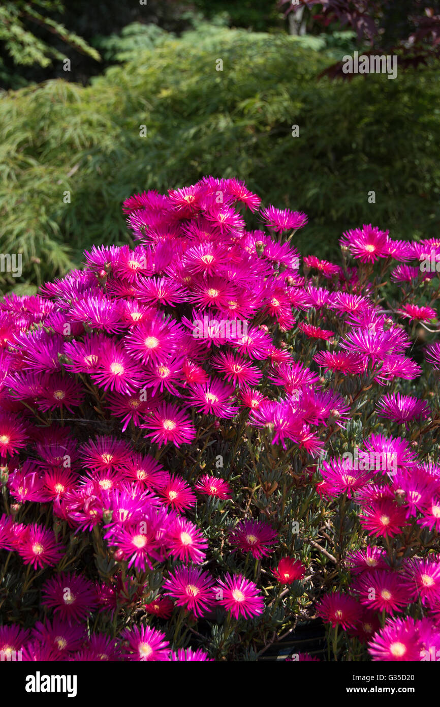 La splendida fiori di magenta di sun-amoroso Lampranthus spectabilis Foto Stock
