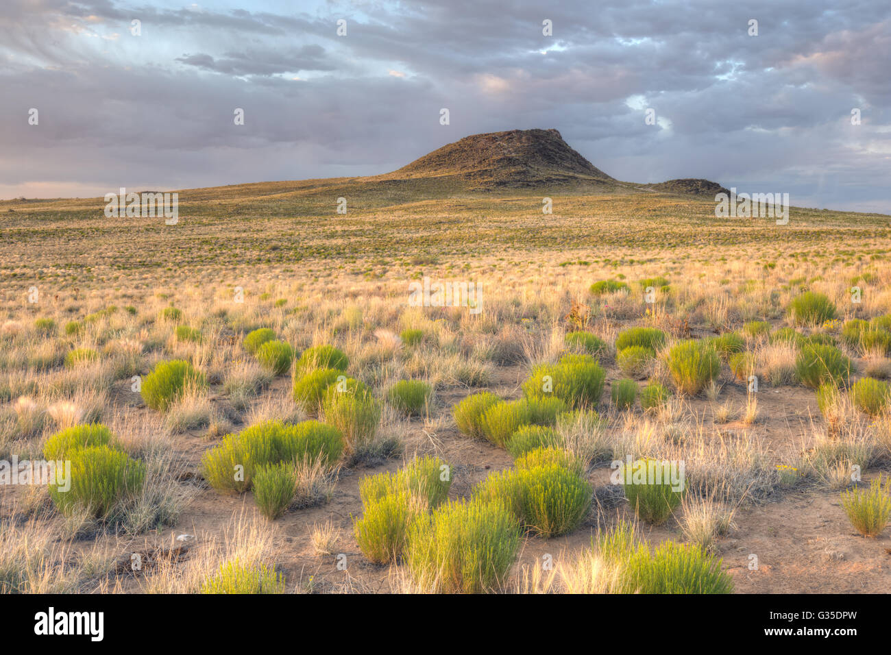 La ginestra , bistorta (sarothrae Gutierrezia) e Volcan. I vulcani giorno utilizzare Area, Petroglyph National Monument, Nuovo Messico, Stati Uniti d'America. Foto Stock