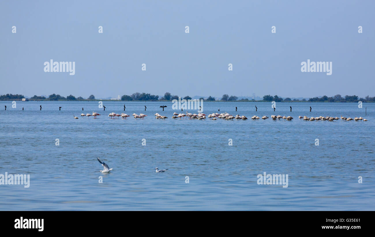 Stormo di fenicotteri rosa all'interno di acqua, da "Delta del Po', Italia Foto Stock