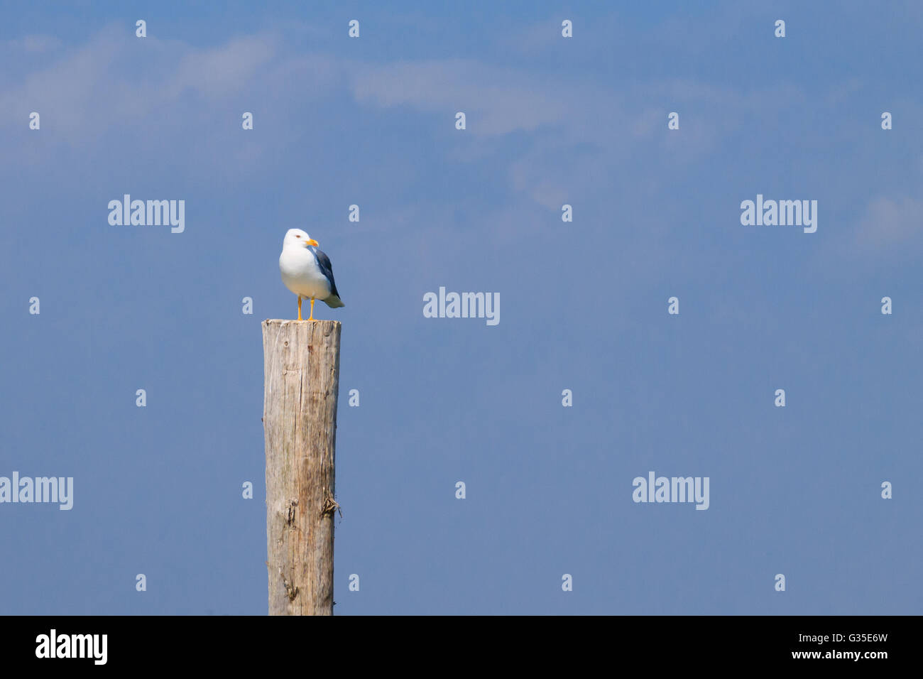 Gull permanente sulla palizzata da "Delta del Po'. Natura italiana. Birdwatching Foto Stock