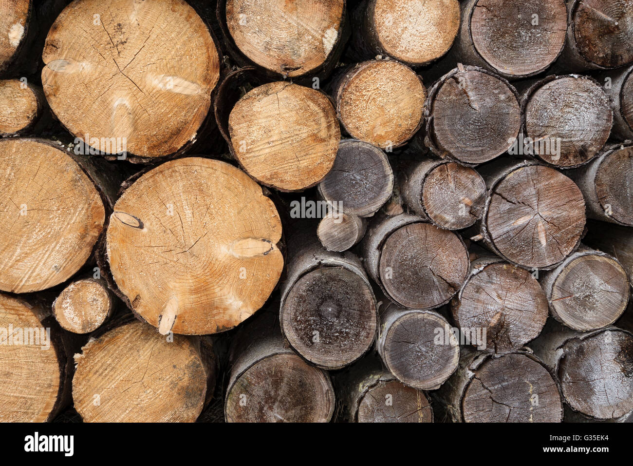 Woodpile con tronchi di alberi di età diverse Foto Stock