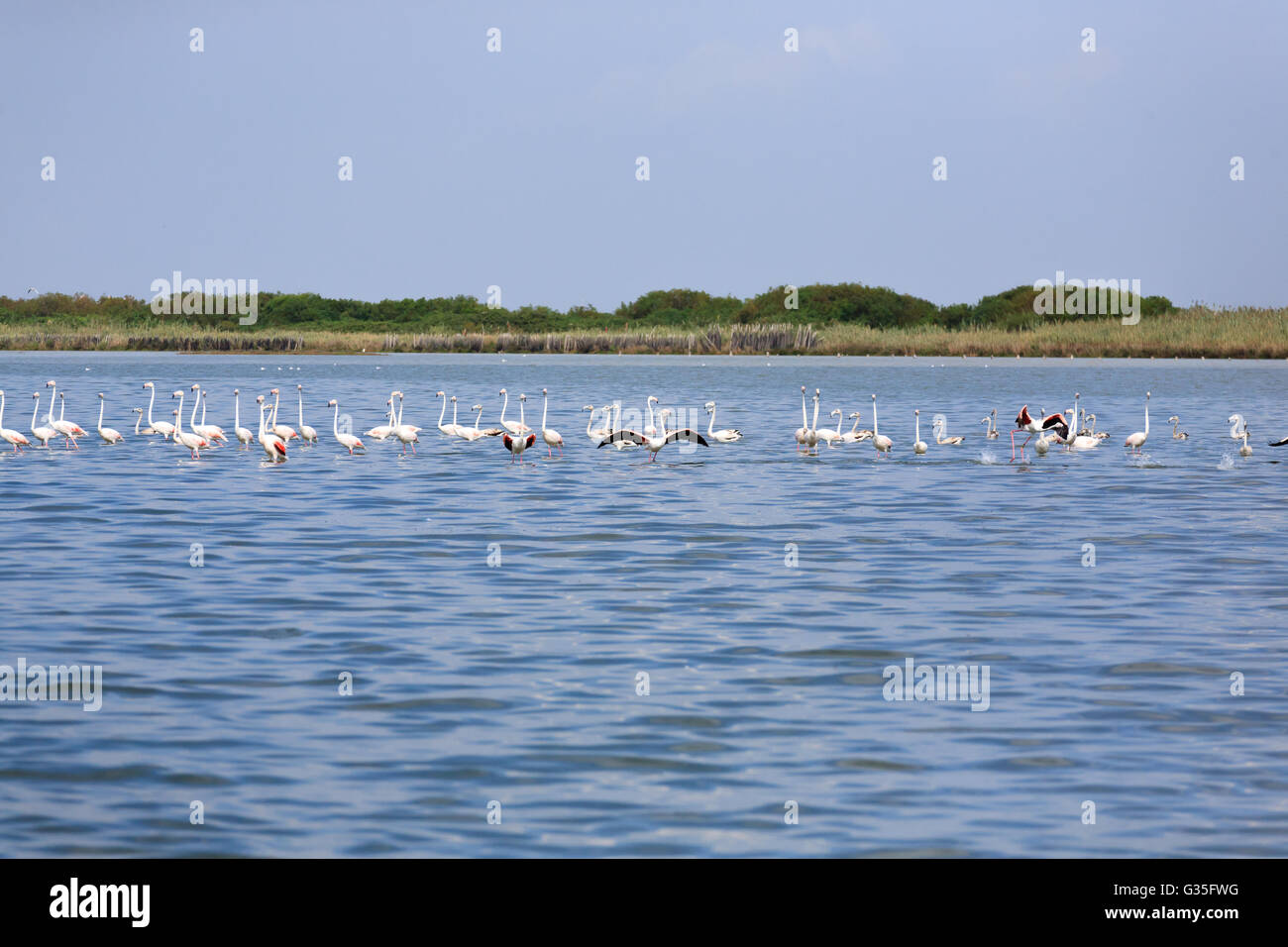 Stormo di fenicotteri rosa all'interno di acqua, da "Delta del Po', Italia Foto Stock