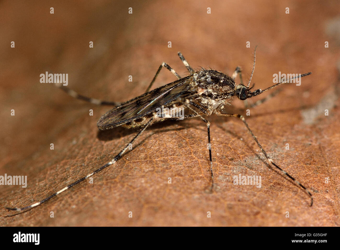 Nastrare (zanzara Culiseta annulata) nel profilo. Il più grande della zanzara britannico a riposo, che mostra in bianco e nero bande sulle gambe Foto Stock