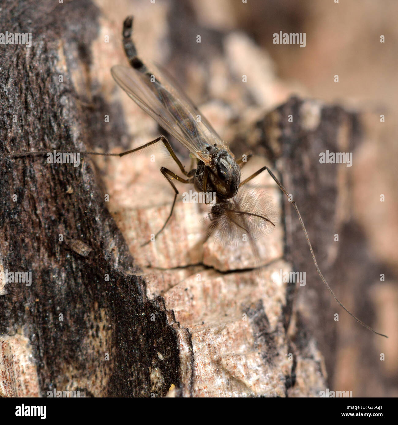 Il cicalino midge (Chironomus plumosus). Non mordere midge nella famiglia Chironomidae, mostrando feathery antenne del maschio Foto Stock