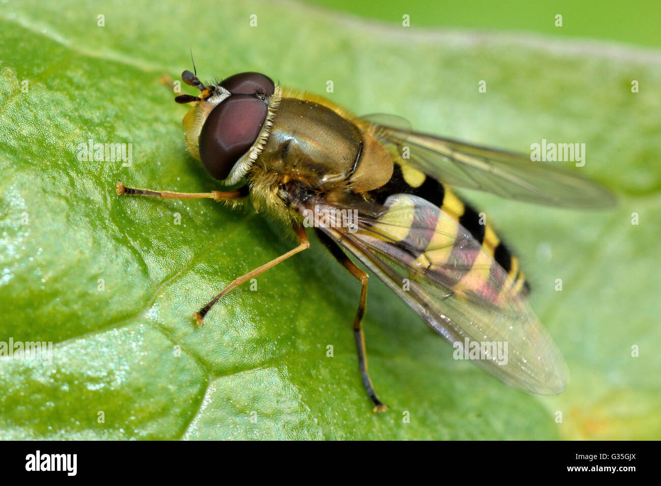 Syrphus vitripennis hoverfly. Vero vola nella famiglia Syrphidae, mostrando dark hind femore a differenziarsi da Syrphus ribesii Foto Stock
