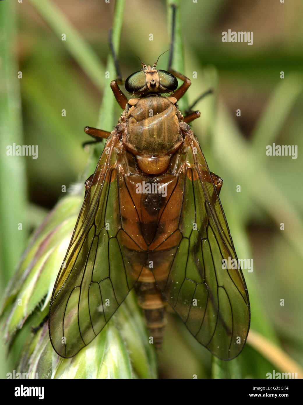 Beccaccino fly (Rhagio tringarius) dall'alto. Insetti di grandi dimensioni nella famiglia Rhagionidae, animali predatori noti come mosche snipe Foto Stock