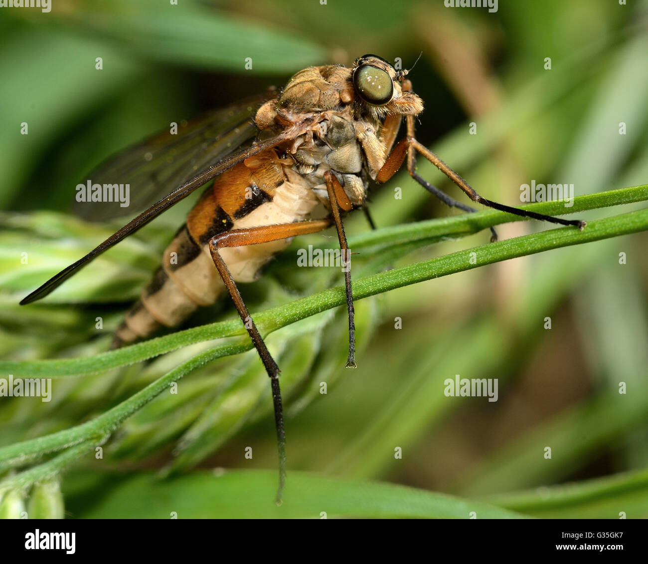 Beccaccino fly (Rhagio tringarius) nel profilo. Insetti di grandi dimensioni nella famiglia Rhagionidae, animali predatori noti come mosche snipe Foto Stock