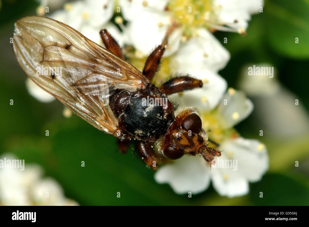 Myopa testacea conopid volare. Brown fly che oscilla e paralizza le api, nella famiglia Conopidae Foto Stock