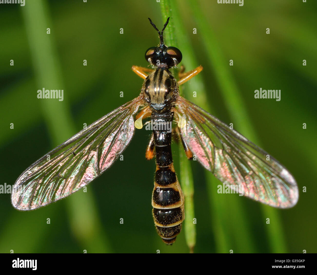 Mosca simile a una vespa immagini e fotografie stock ad alta risoluzione -  Alamy
